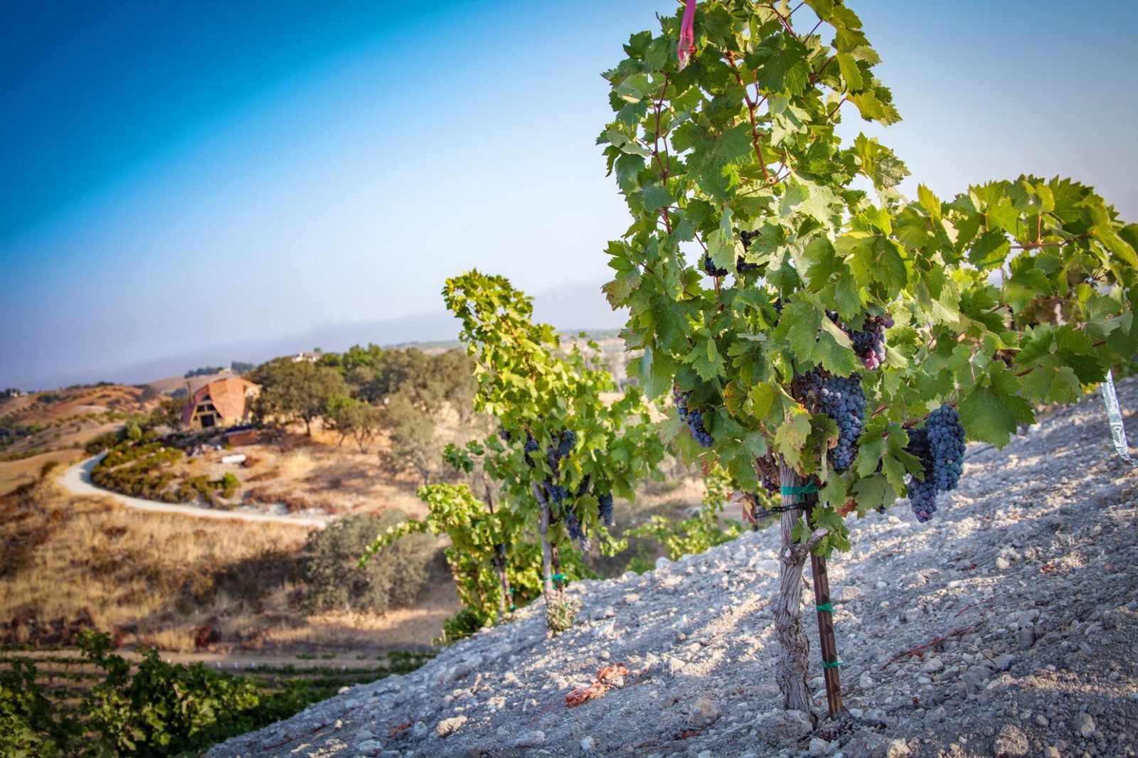 ピーチーキャニオン ワイナリー ナンシーズ・ヴユー ジンファンデル